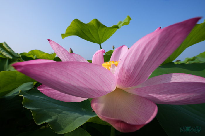 7RV06430,16 mm,F14,1-125 秒,iso100(JPEG).jpg