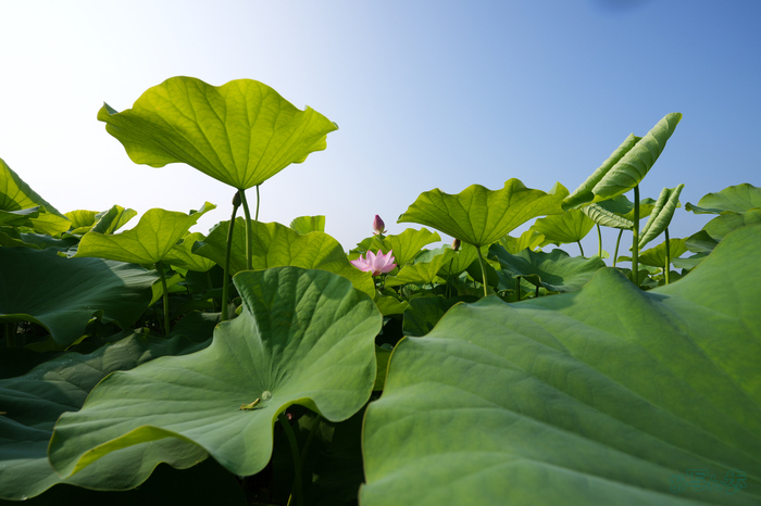 7RV06468,16 mm,F11,1-160 秒,iso100(JPEG).jpg