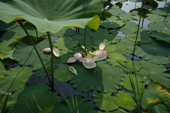 7RV06688,28 mm,F8,1-400 秒,iso100(JPEG).jpg