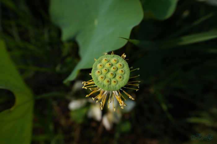 7RV06697,23 mm,F4,1-2000 秒,iso100(JPEG).jpg