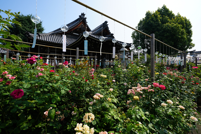 7RV07056,16 mm,F9,1-160 秒,iso100(JPEG).jpg
