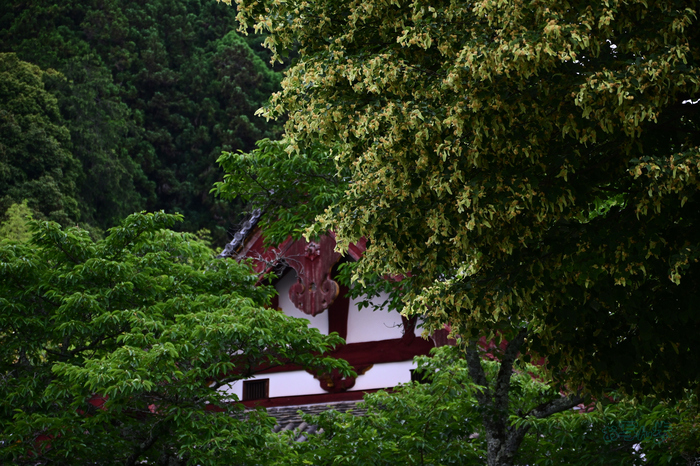 DSC_6048co,81 mm,F5.3,iso450(JPEG).jpg