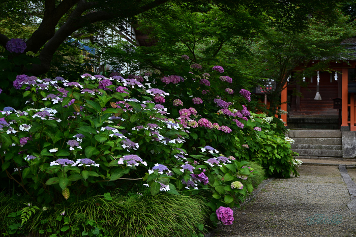 DSC_6136co,42 mm,F4.5,iso125(JPEG).jpg