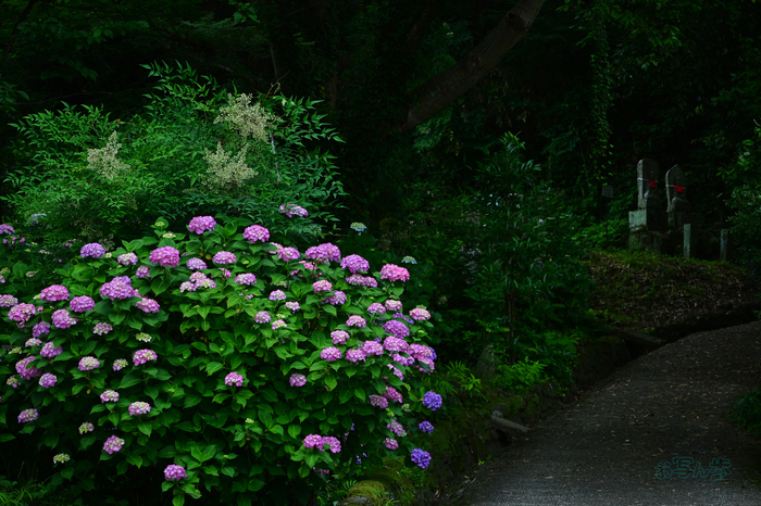 DSC_6396co,61 mm,F5,iso140(JPEG).jpg