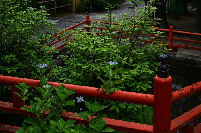 DSC_6795co,43 mm,F4.5,iso100(JPEG).jpg