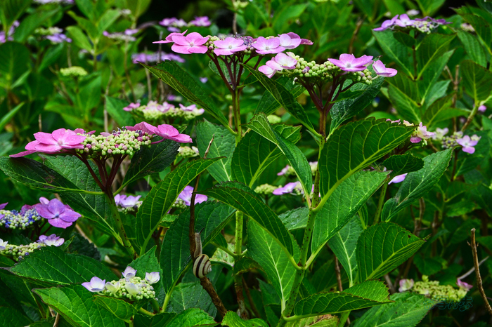 DSC_7032co,53 mm,F8,iso450(JPEG).jpg