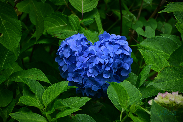 DSC_7098co,81 mm,F5.3,iso250(JPEG).jpg