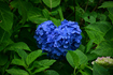 DSC_7098co,81 mm,F5.3,iso250(JPEG).jpg