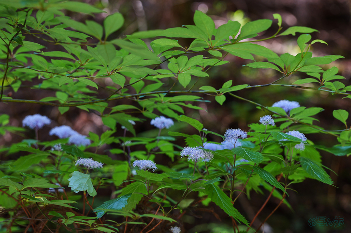PS120937,105 mm,F4.5,1-125 秒,iso1000(JPEG).jpg