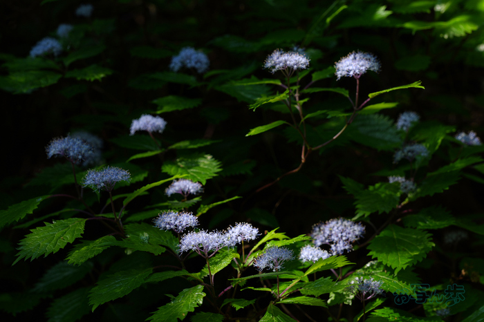 PS121032co,91 mm,F6.3,iso125(JPEG).jpg