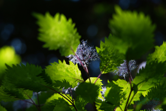 PS121048co,47 mm,F2.8,iso100(JPEG).jpg