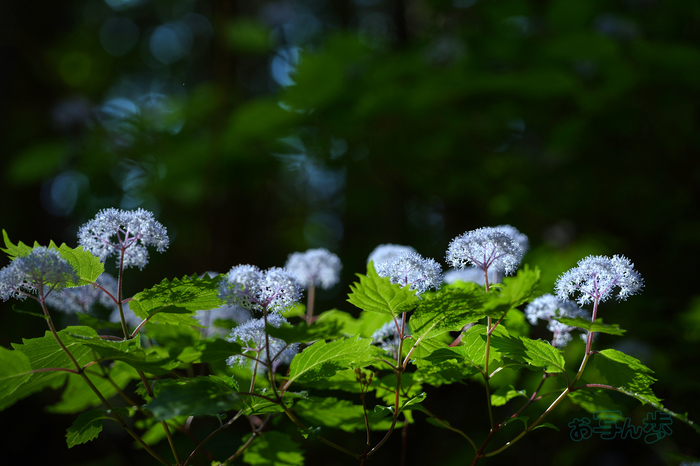 PS121214co,85 mm,F3.5,iso100(JPEG).jpg