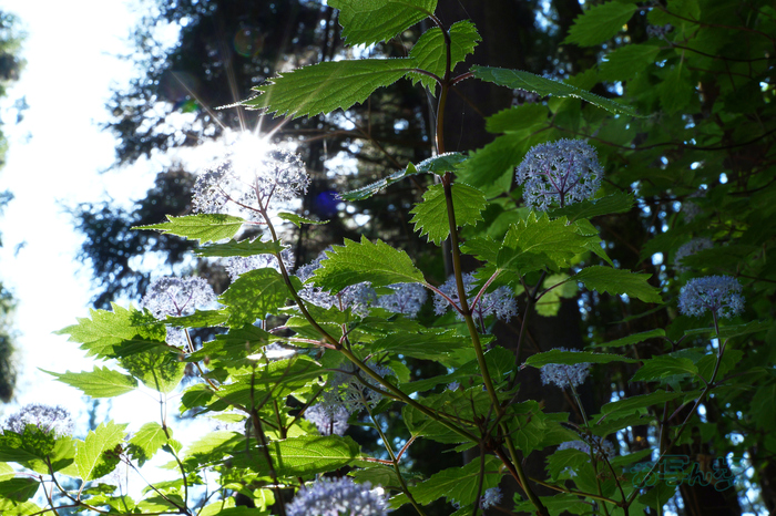 PS121268co,59 mm,F22,iso1000(JPEG).jpg