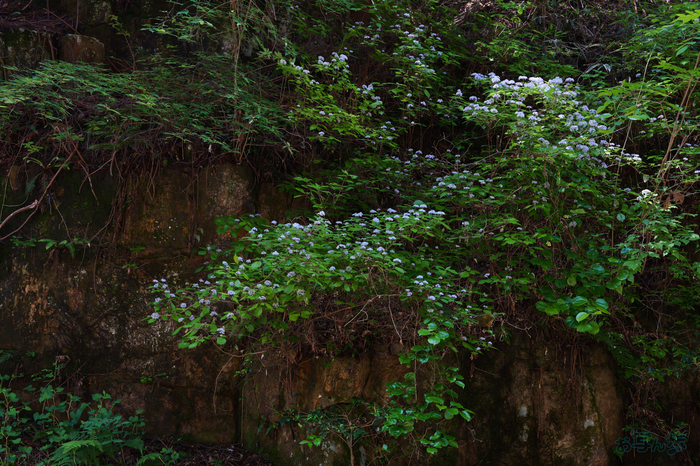 PS121374,42 mm,F8,1-60 秒,iso1000(JPEG).jpg