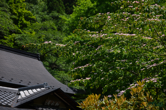 PS121728,66 mm,F2.8,1-2500 秒,iso100(JPEG).jpg