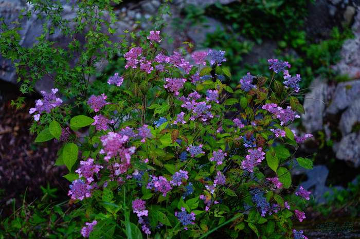 SDIM6139,40 mm,F1.8,1-200 秒,iso100(JPEG).jpg