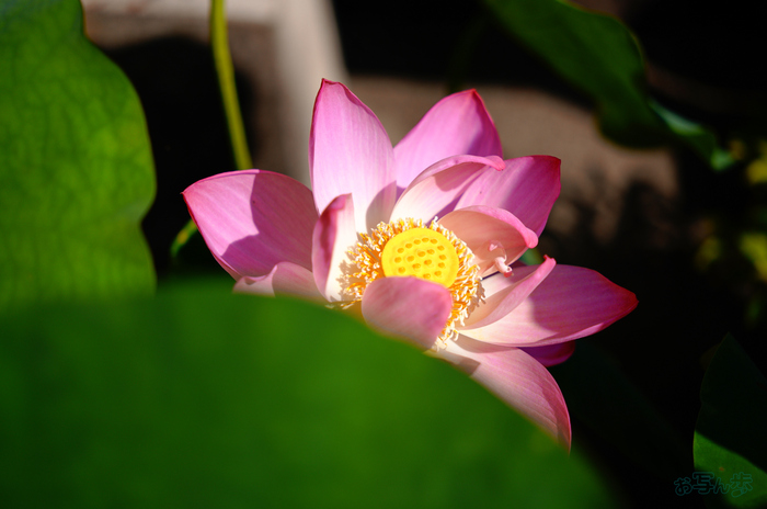 SDIM6395,40 mm,F1.8,1-8000 秒,iso100(JPEG).jpg