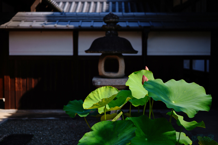 SDIM6449,36 mm,F1.8,1-3200 秒,iso100(JPEG).jpg