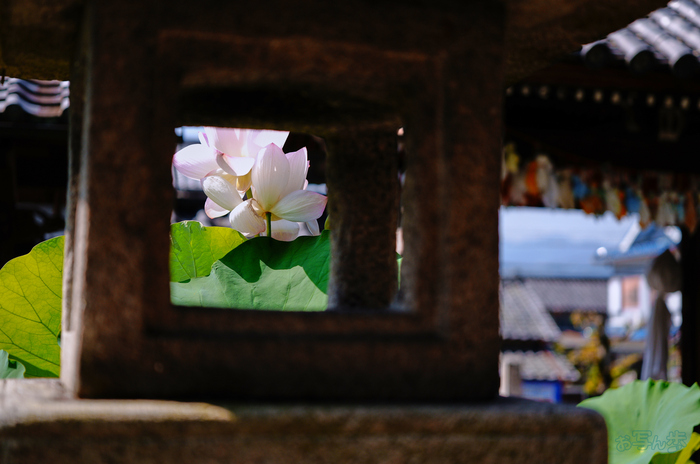 SDIM6482,40 mm,F1.8,1-3200 秒,iso100(JPEG).jpg