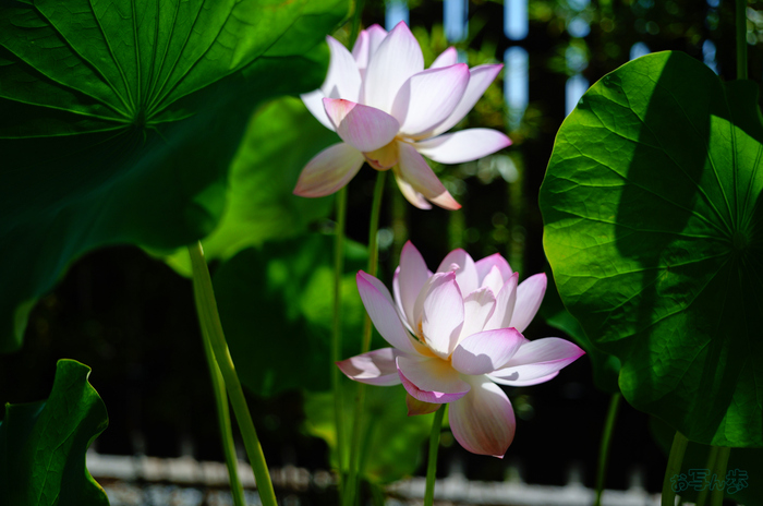 SDIM6520,27 mm,F1.8,1-8000 秒,iso100(JPEG).jpg
