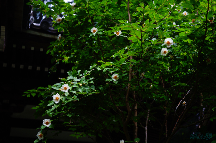 SDIM6980,40 mm,F1.8,1-640 秒,iso100(JPEG) 1.jpg