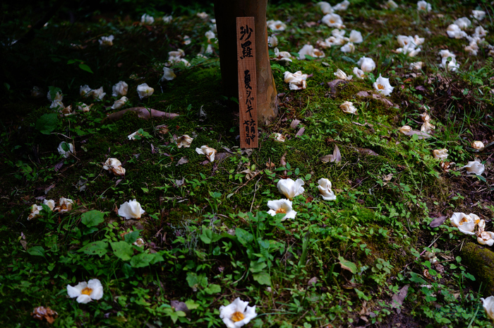 SDIM6986,38 mm,F1.8,1-320 秒,iso100(JPEG).jpg