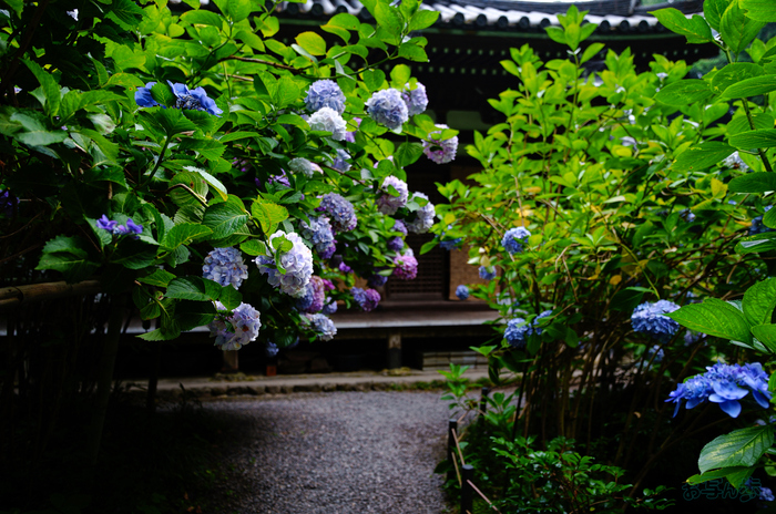 SDIM7010,17 mm,F1.8,1-500 秒,iso100(JPEG).jpg
