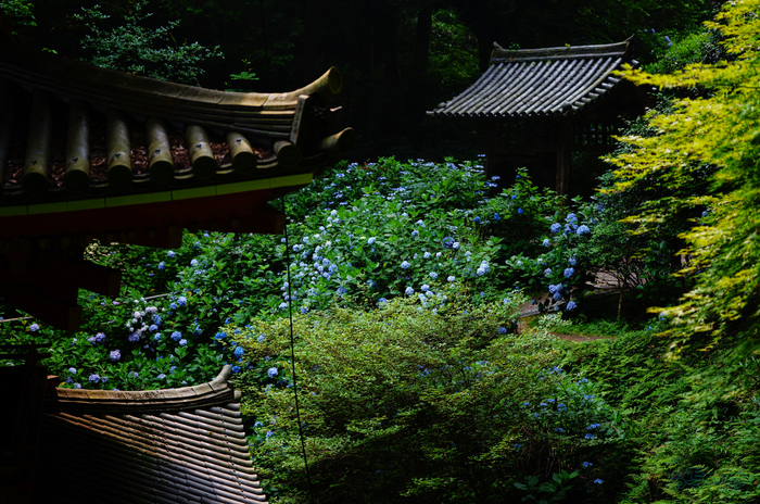 SDIM7437,40 mm,F1.8,1-800 秒,iso100(JPEG).jpg