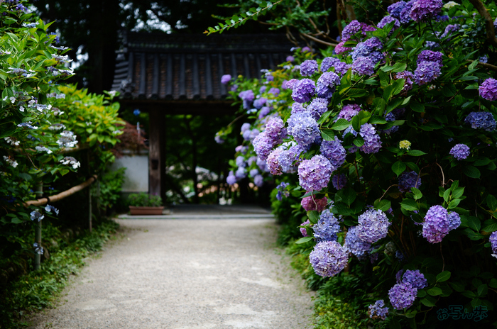 SDIM7483,40 mm,F1.8,1-800 秒,iso100(JPEG).jpg