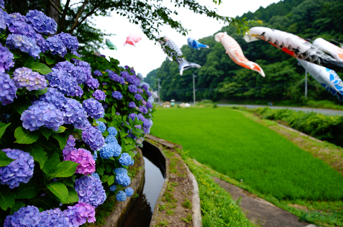 SDIM7663,17 mm,F1.8,1-2000 秒,iso100(JPEG).jpg