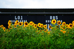 SDIM7945,40 mm,F1.8,1-4000 秒,iso100(JPEG).jpg
