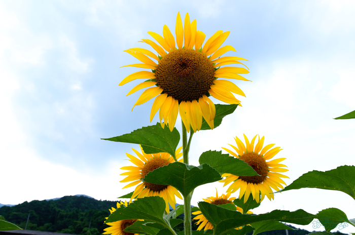 SDIM7982,17 mm,F8,1-125 秒,iso100(JPEG).jpg