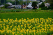 SDIM8066,111 mm,F6.2,1-1000 秒,iso100(JPEG) 1.jpg