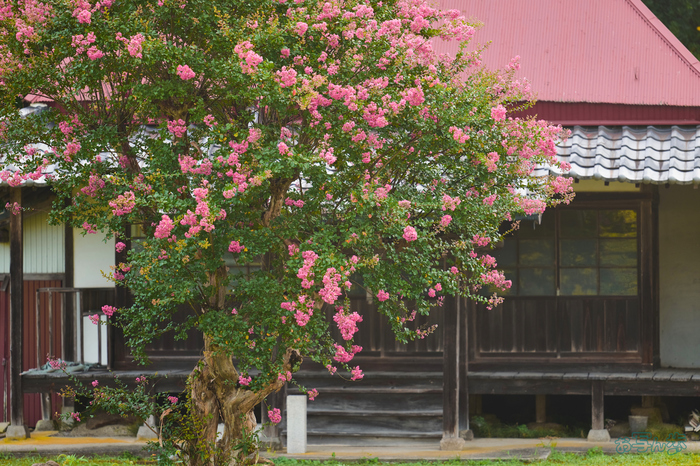 BF_05212,200 mm,F2,1-400 秒,iso100(JPEG).jpg