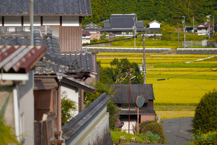 BF_05290,200 mm,F2.8,1-8000 秒,iso400(JPEG).jpg