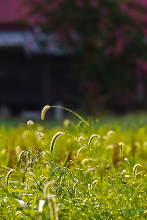 BF_05329,200 mm,F4,1-4000 秒,iso400(JPEG).jpg