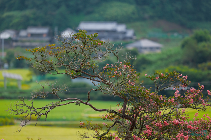 BF_05422,200 mm,F2,1-4000 秒,iso400(JPEG).jpg