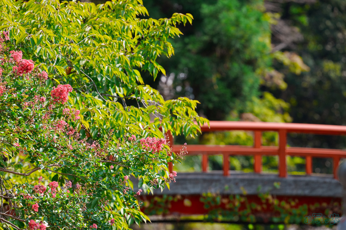 BF_05436,200 mm,F4,1-1250 秒,iso400(JPEG).jpg