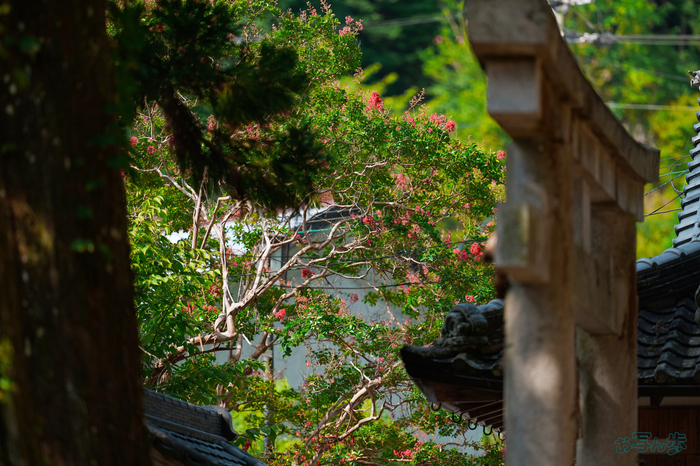 BF_05476,200 mm,F2,1-6500 秒,iso400(JPEG).jpg