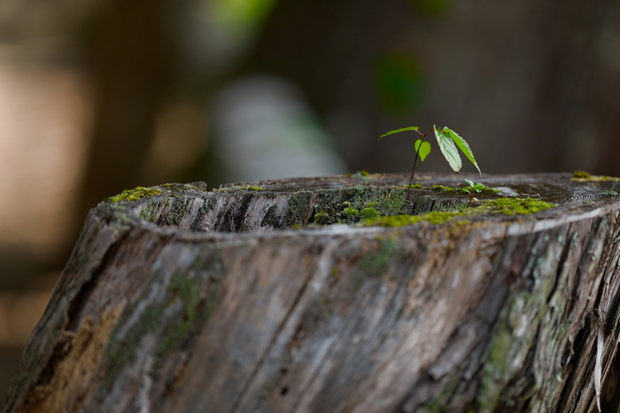 BF_05495co,200 mm,F2,iso400(JPEG).jpg