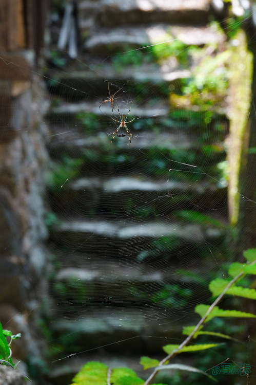 BF_05516,200 mm,F22,1-200 秒,iso6400(JPEG).jpg