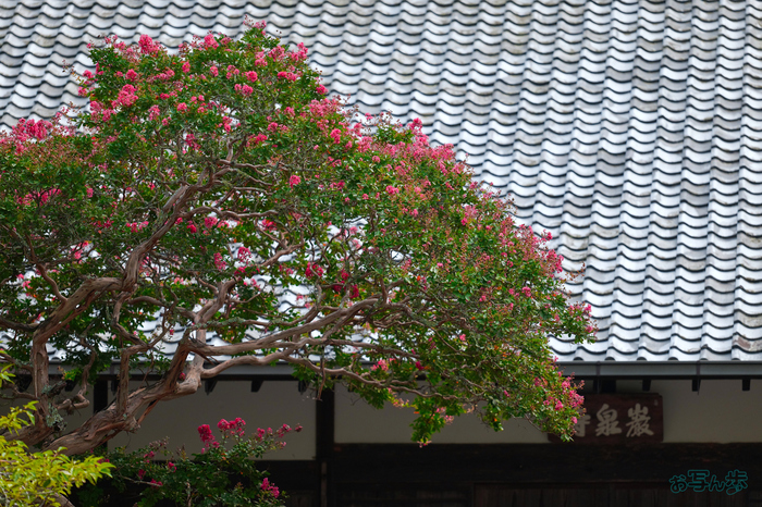 BF_05557,200 mm,F2,1-5000 秒,iso400(JPEG).jpg