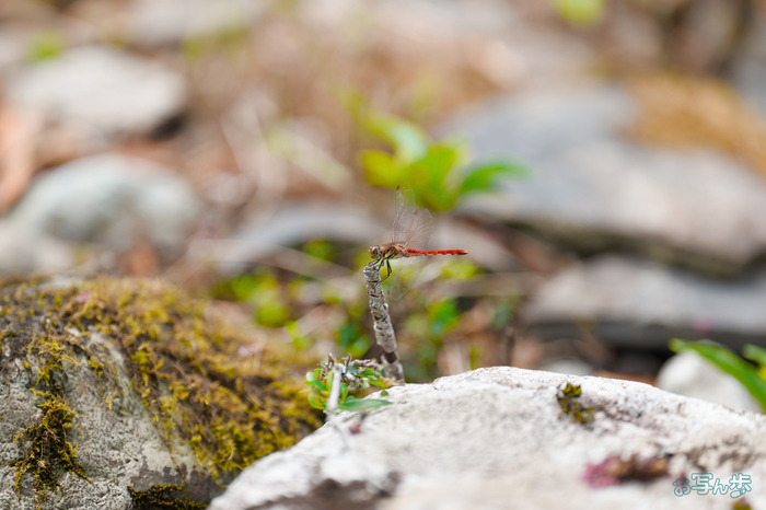 BF_05601,200 mm,F2,1-1250 秒,iso400(JPEG).jpg