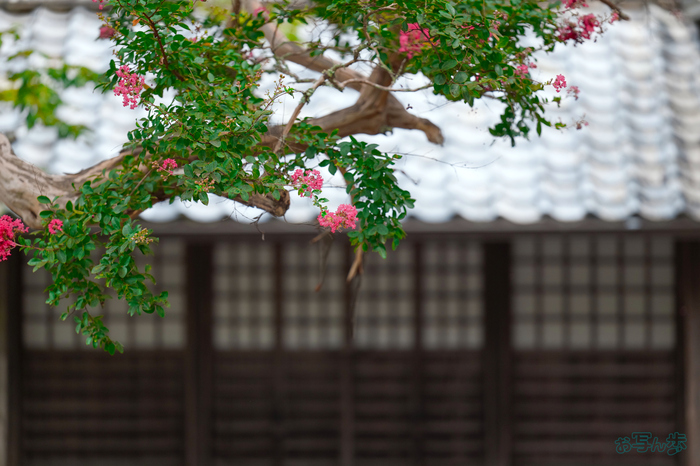 BF_05606,200 mm,F2,1-1250 秒,iso400(JPEG).jpg