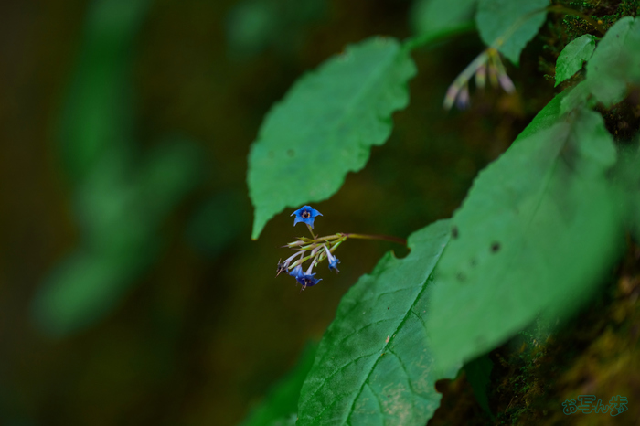 BF_05705,200 mm,F2,1-50 秒,iso100(JPEG).jpg