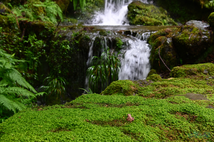 DSC_0247,64 mm,F8,1-40 秒,iso400(JPEG).jpg