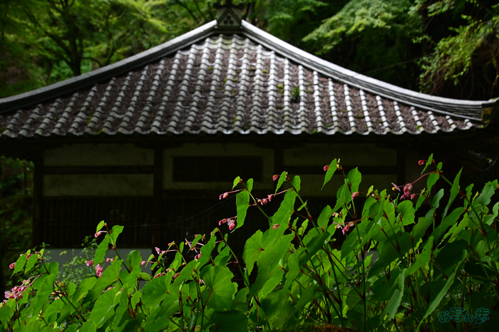 DSC_0297,40 mm,F4.2,1-200 秒,iso400(JPEG).jpg