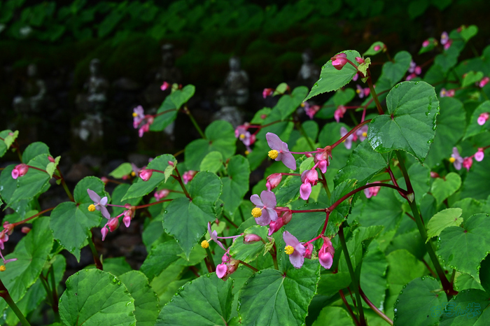DSC_0316,56 mm,F11,1-60 秒,iso400(JPEG).jpg