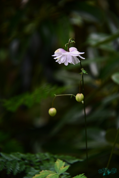 DSC_0328,214 mm,F7.1,1-60 秒,iso800(JPEG).jpg