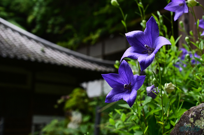 DSC_0345,40 mm,F7.1,1-250 秒,iso800(JPEG).jpg